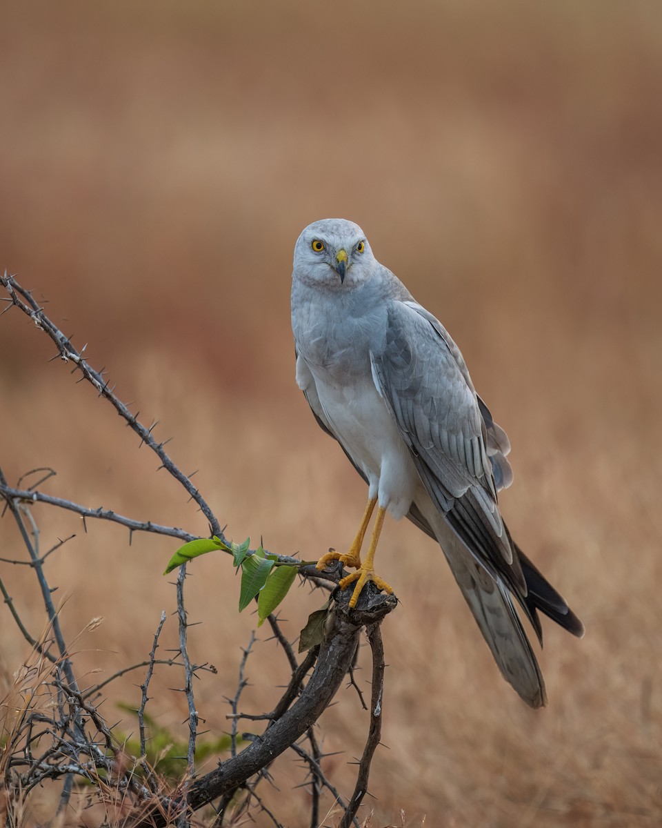 Pallid Harrier - ML646581232