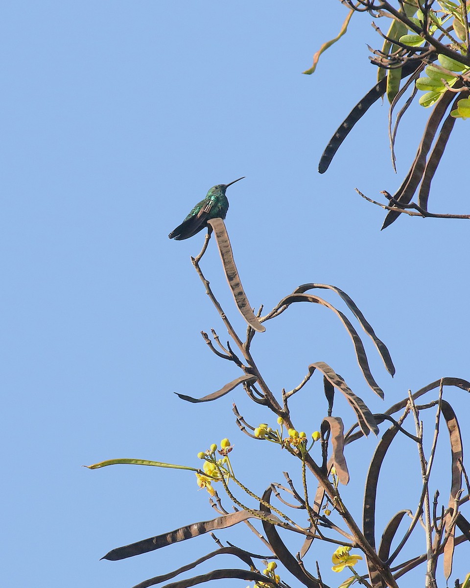 ミドリマンゴーハチドリ - ML646581235