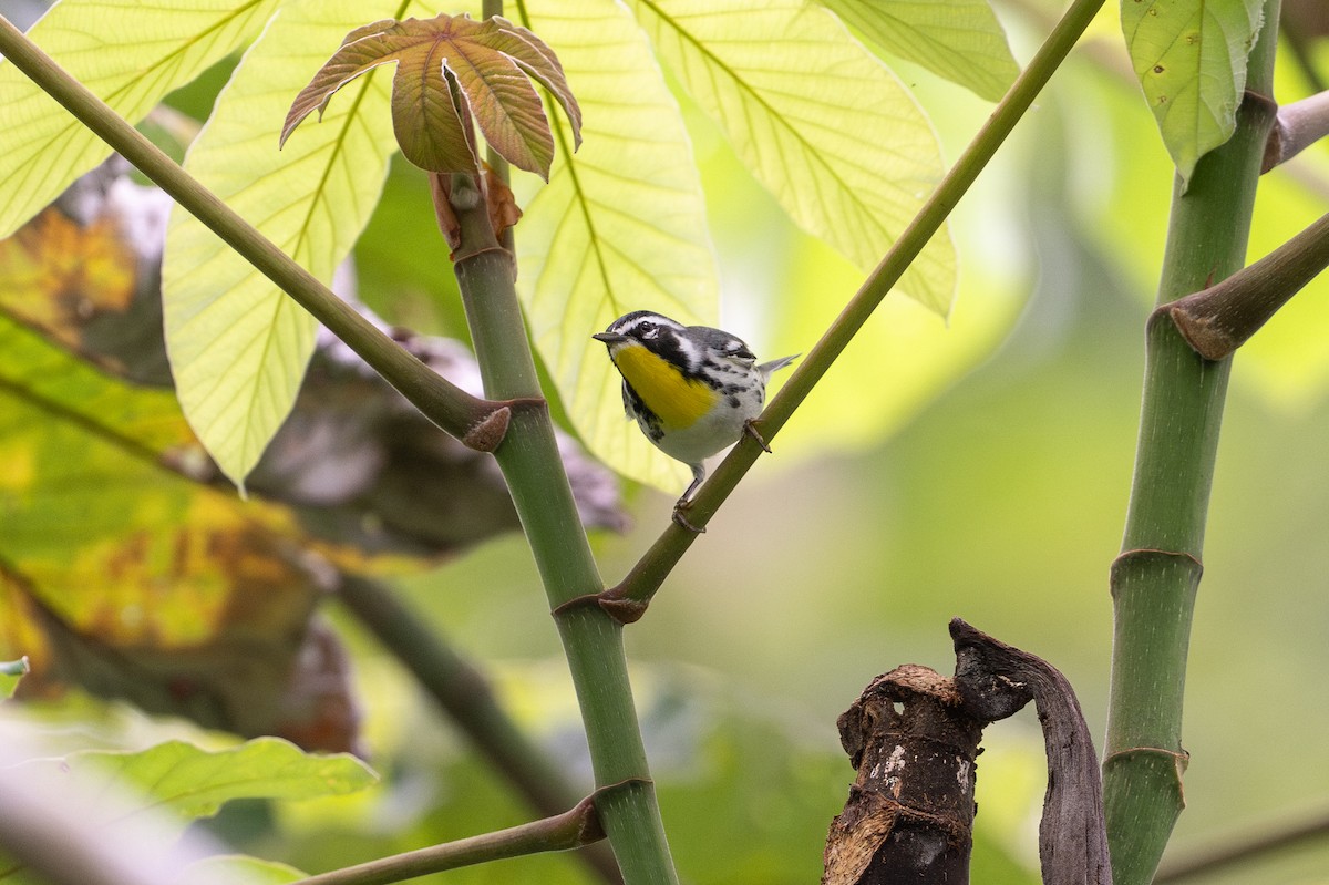 Yellow-throated Warbler - ML646581236
