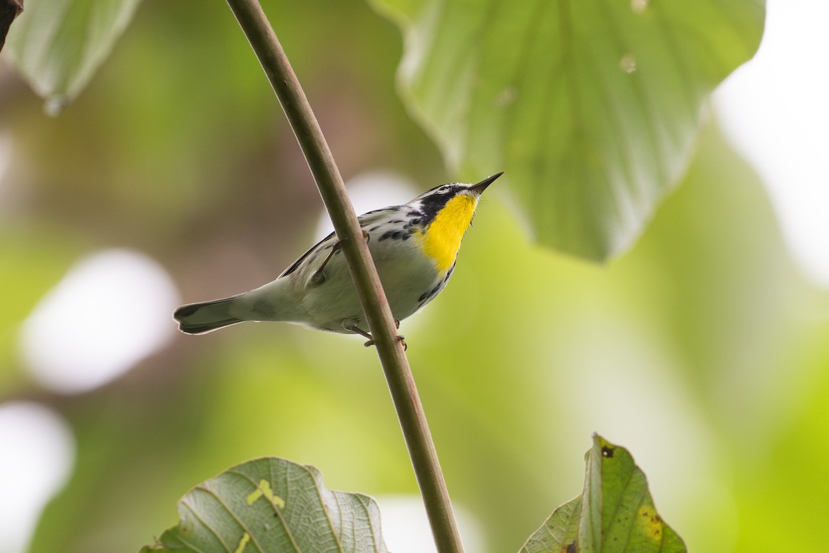 Yellow-throated Warbler - ML646581237