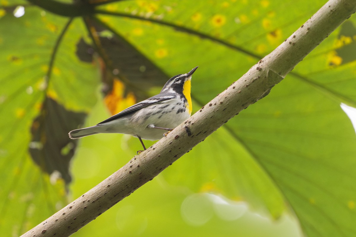 Yellow-throated Warbler - ML646581238