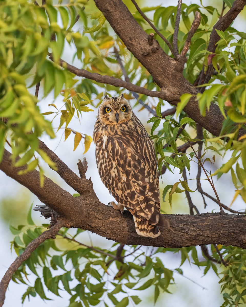 Short-eared Owl - ML646581239