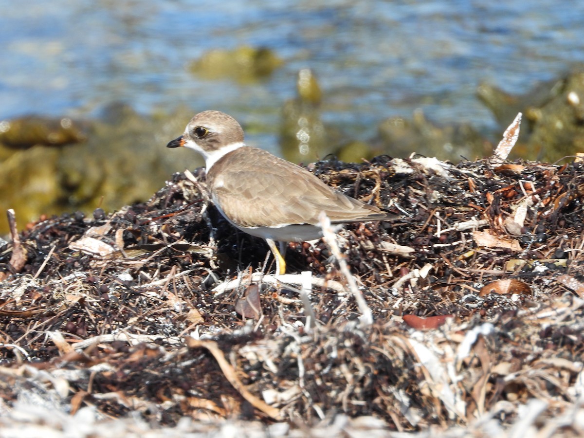 kulík kanadský - ML646581241