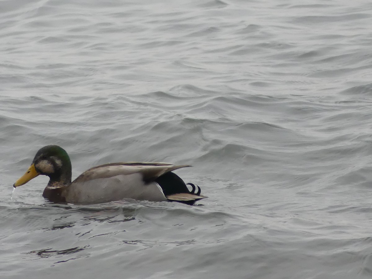 Mallard - ML646581244