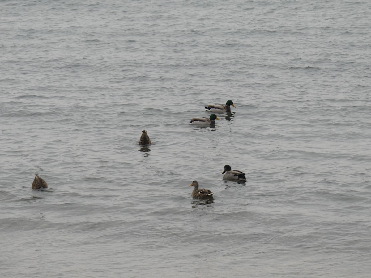 Mallard - ML646581245