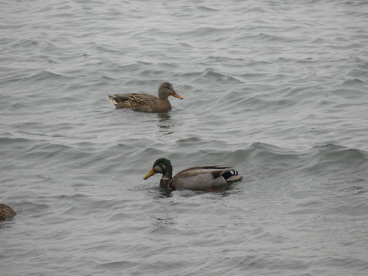 Mallard - ML646581246