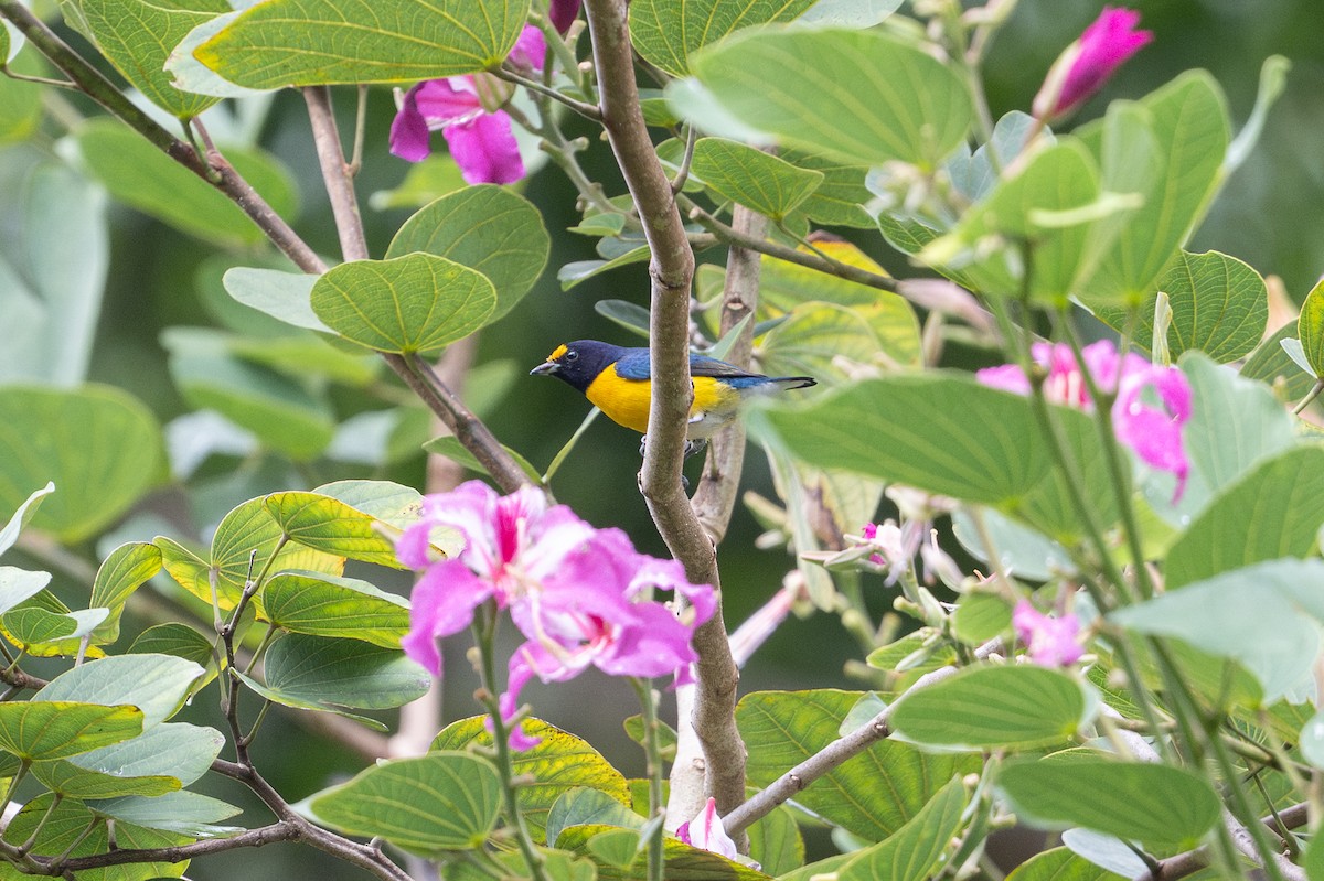 White-vented Euphonia - ML646581247