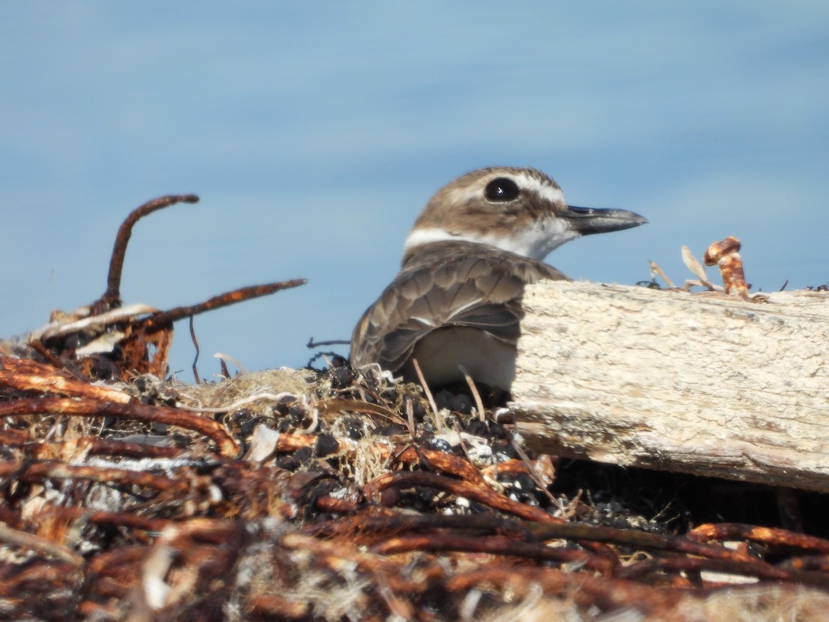 kulík tlustozobý - ML646581249