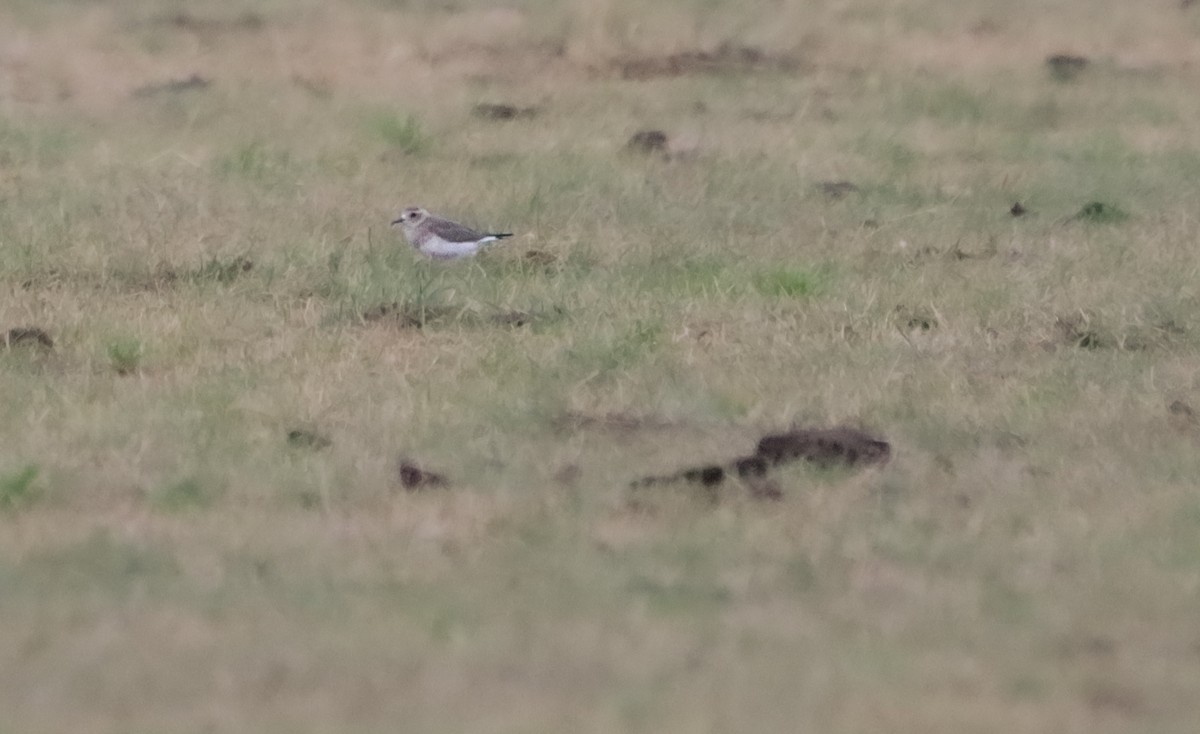 Oriental Plover - ML646581251