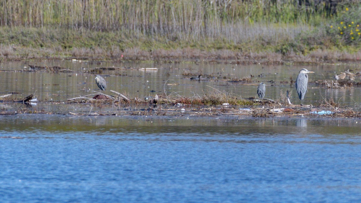 Yellow-crowned Night Heron - ML646581252