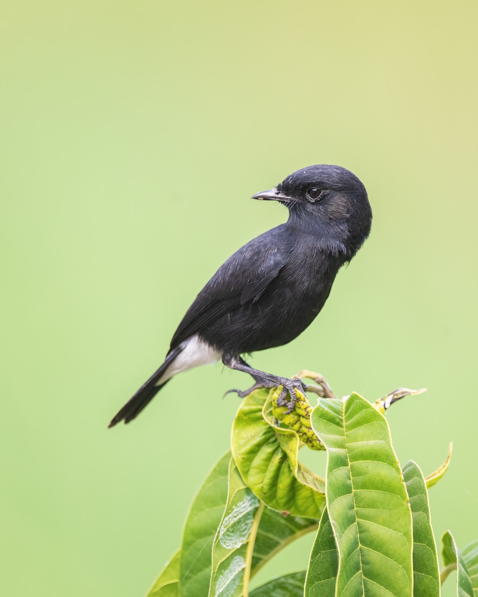 Oriental Magpie-Robin - ML646581253