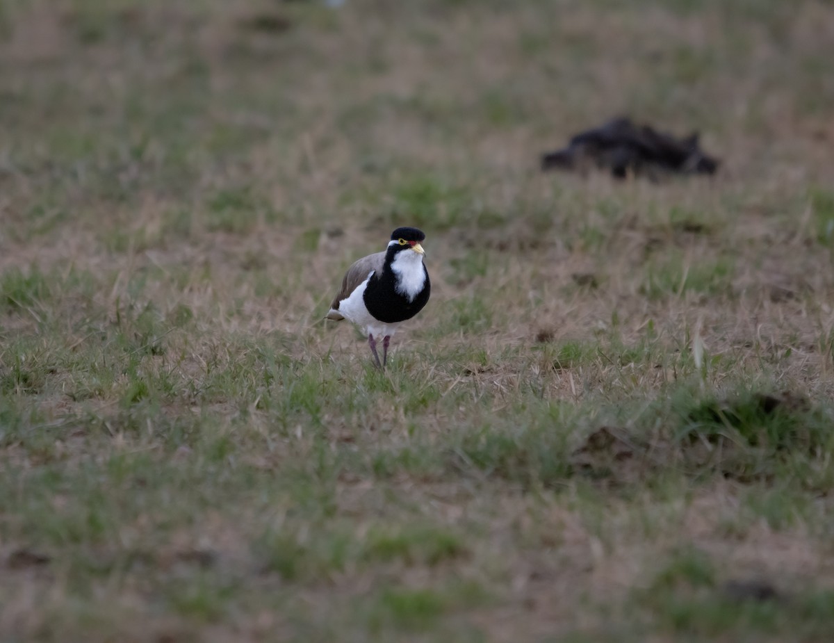Banded Lapwing - ML646581257
