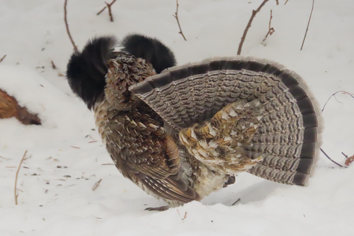 jeřábek kanadský - ML646581262