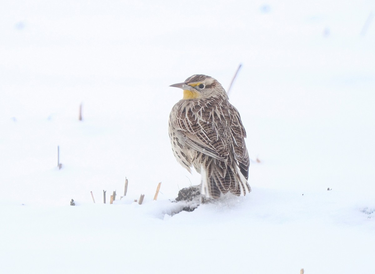 Western Meadowlark - ML646581263