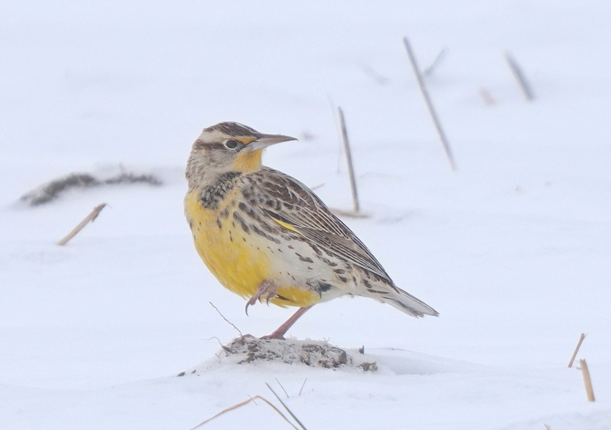 Western Meadowlark - ML646581265