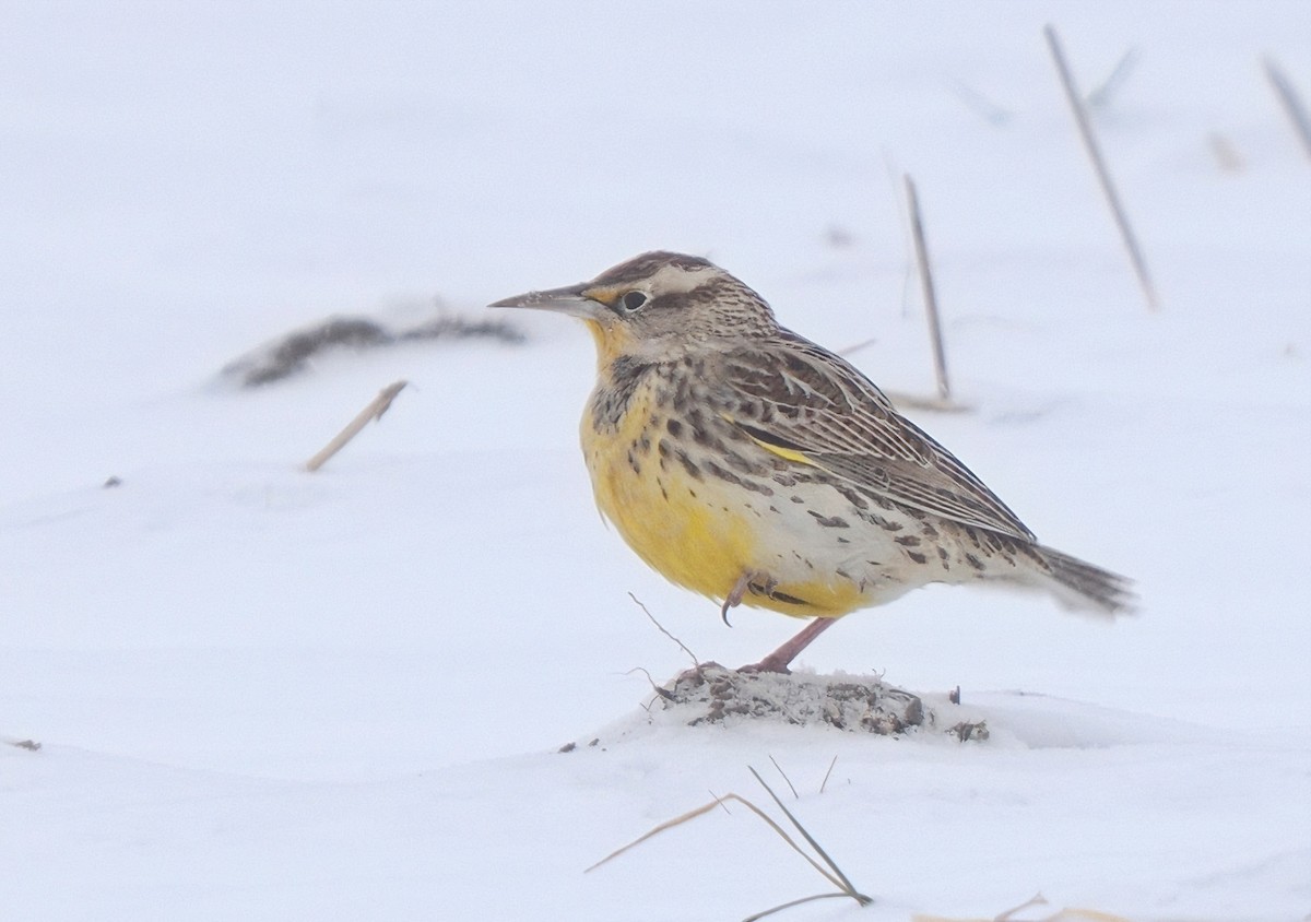 Western Meadowlark - ML646581266