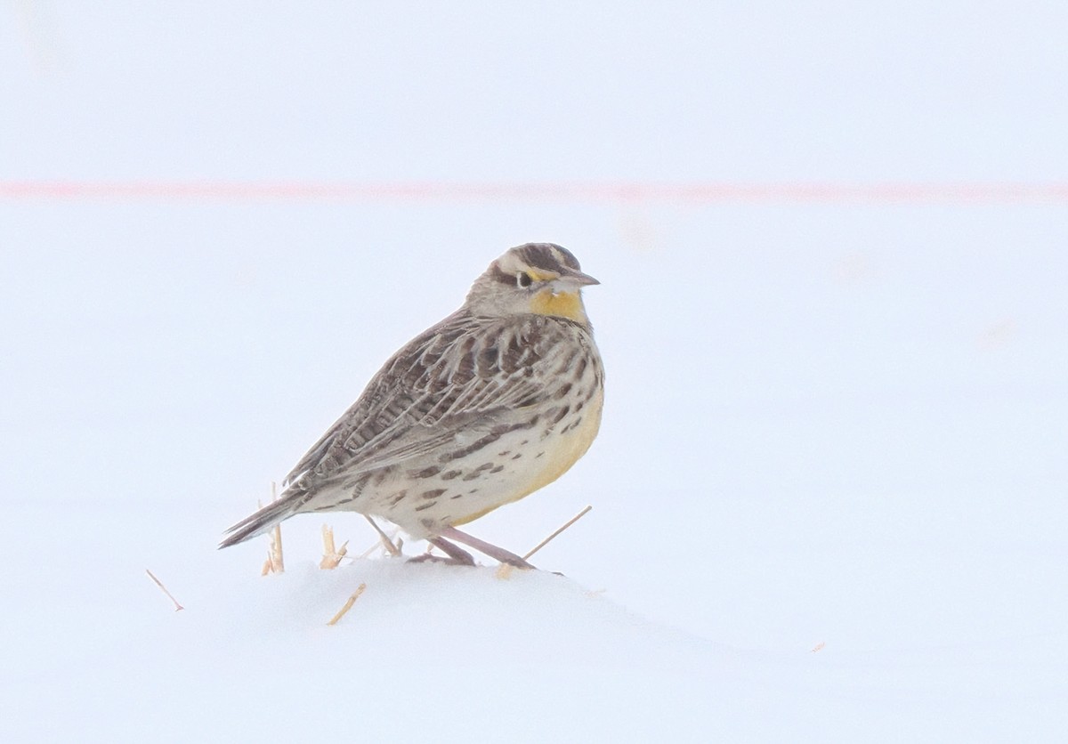 Western Meadowlark - ML646581267