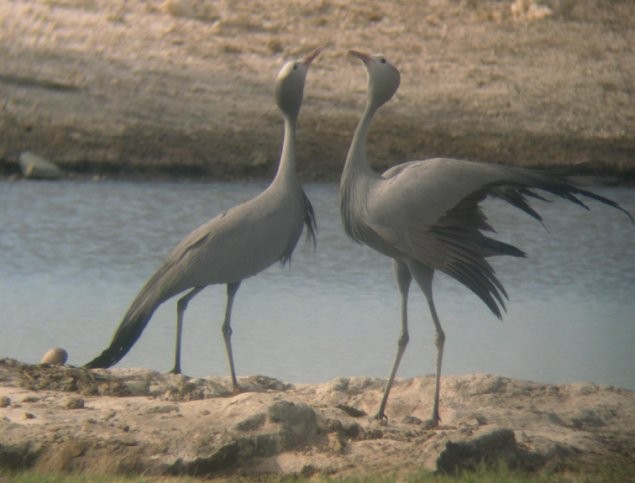 Blue Crane - ML646581268