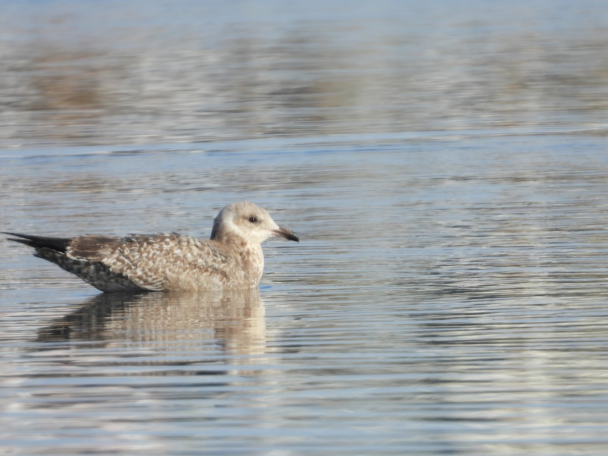 gull sp. - ML646581269