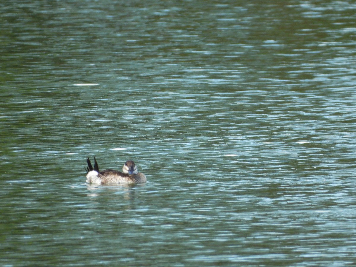 kachnice kaštanová - ML646581271