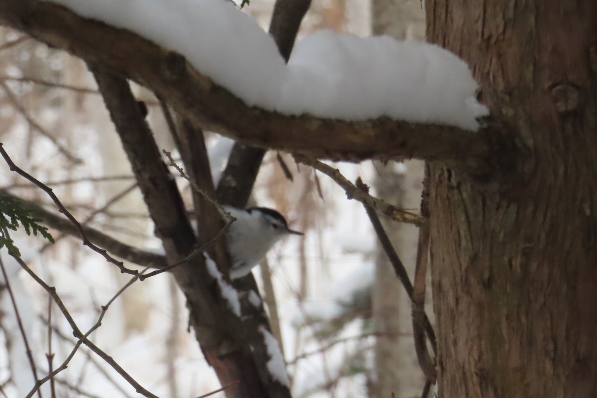 brhlík běloprsý - ML646581273