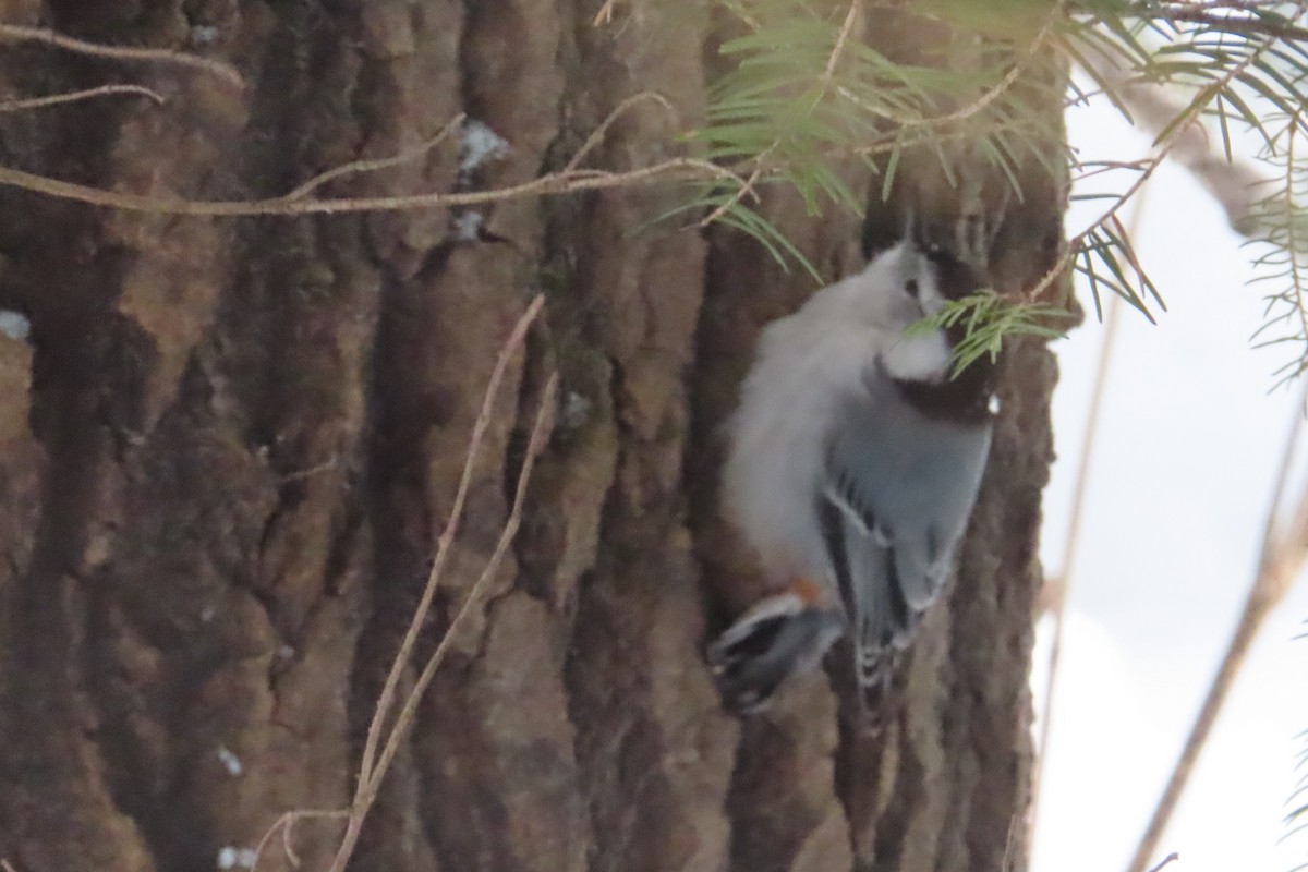 brhlík běloprsý - ML646581274