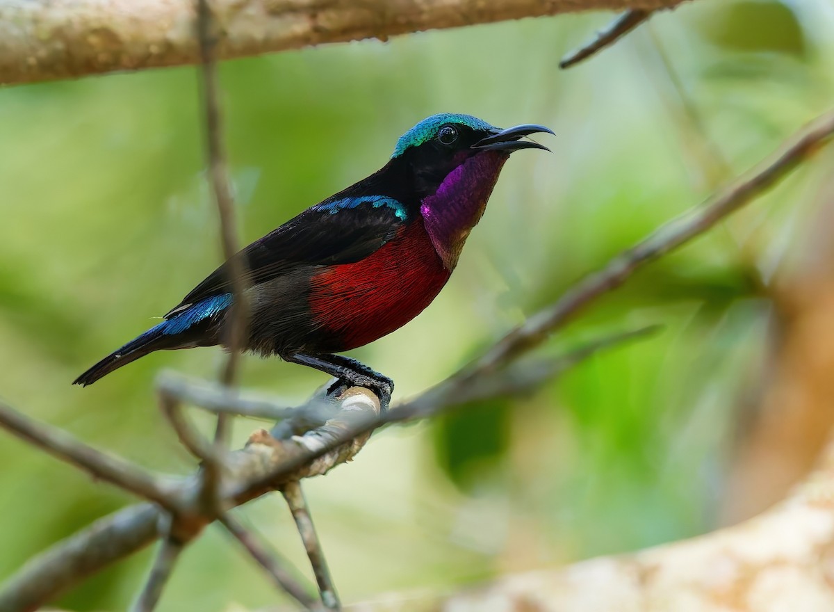 Van Hasselt's Sunbird - ML646581276