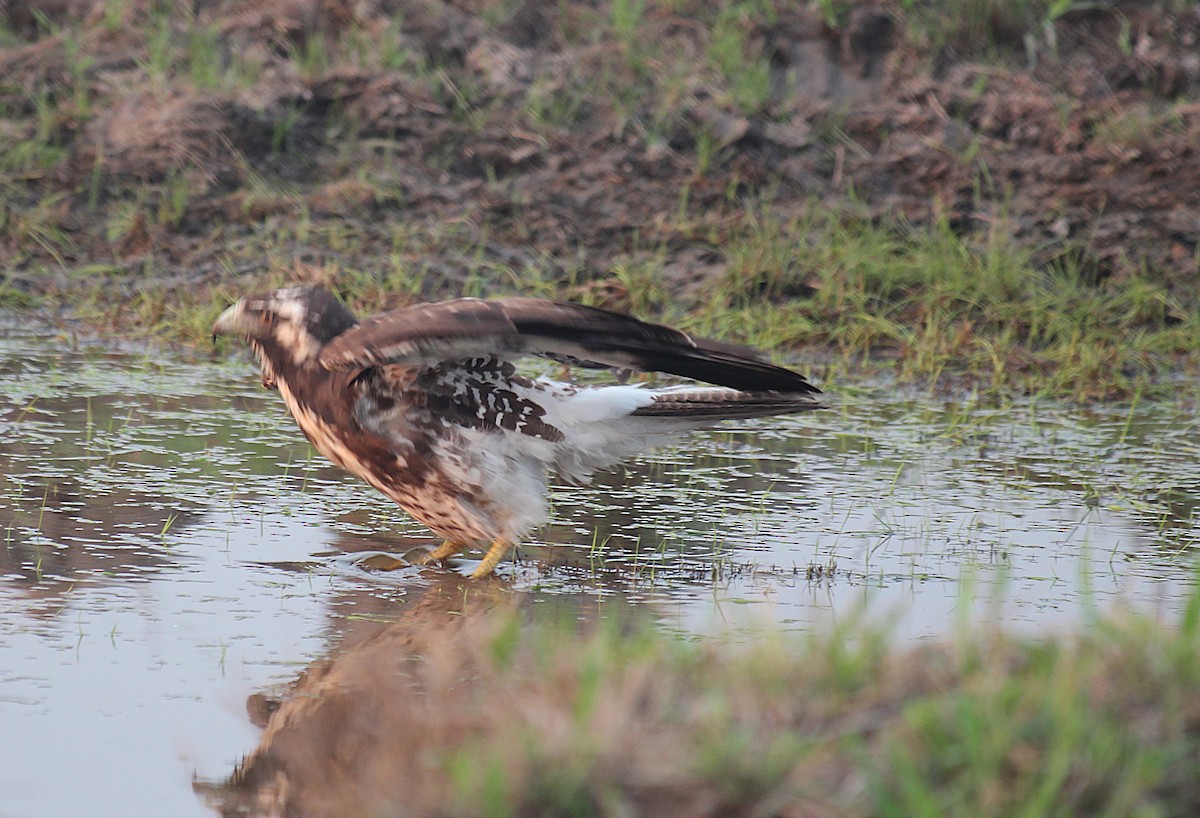 White-tailed Hawk - ML646581277