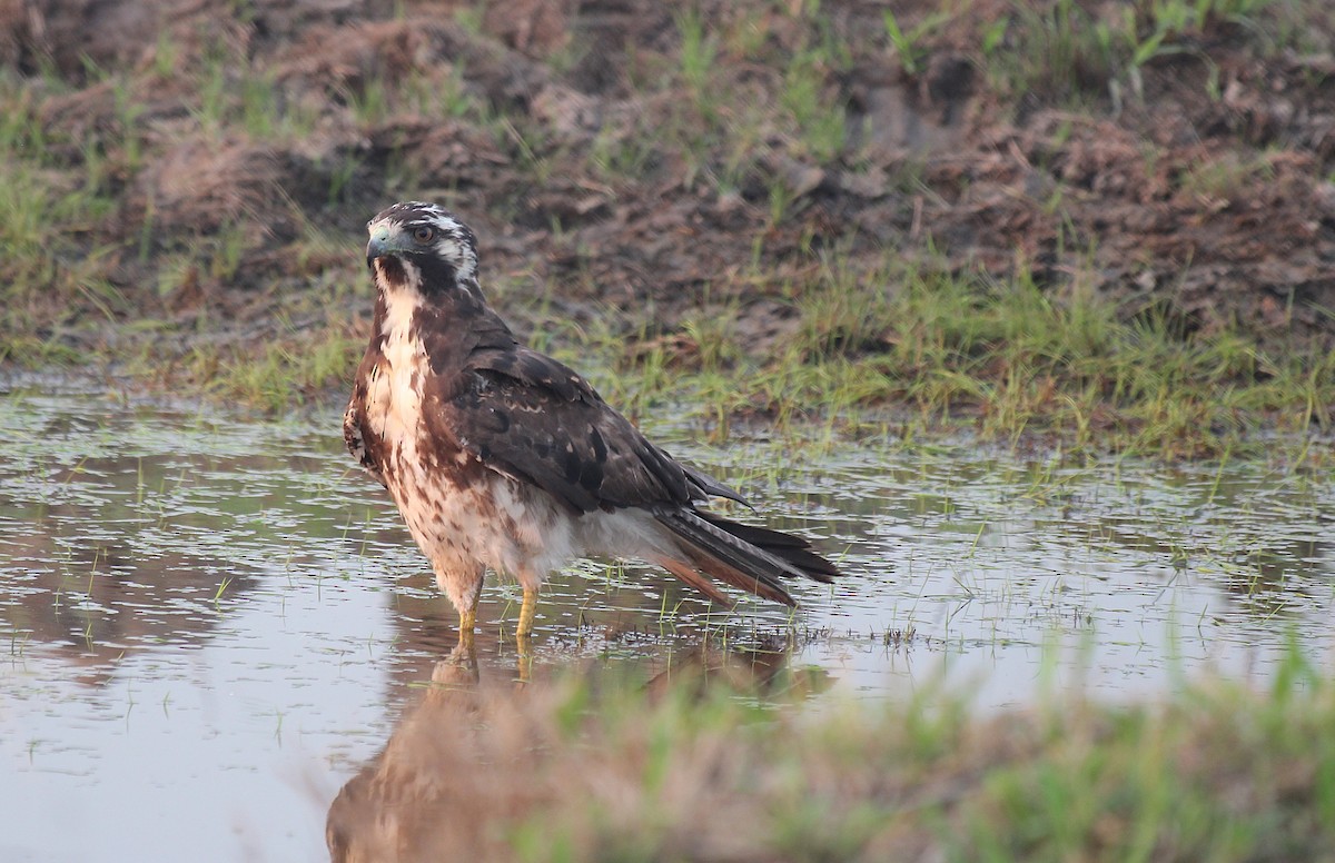 White-tailed Hawk - ML646581278
