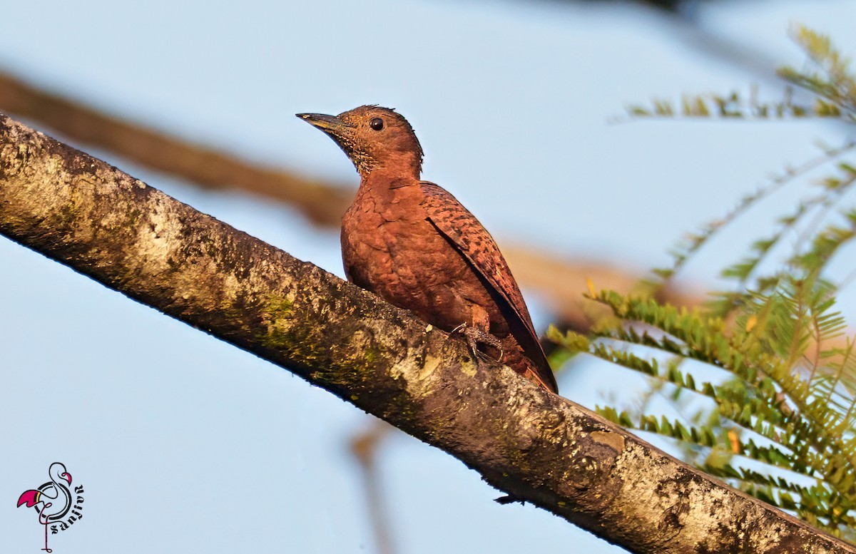 Rufous Woodpecker - ML646581280