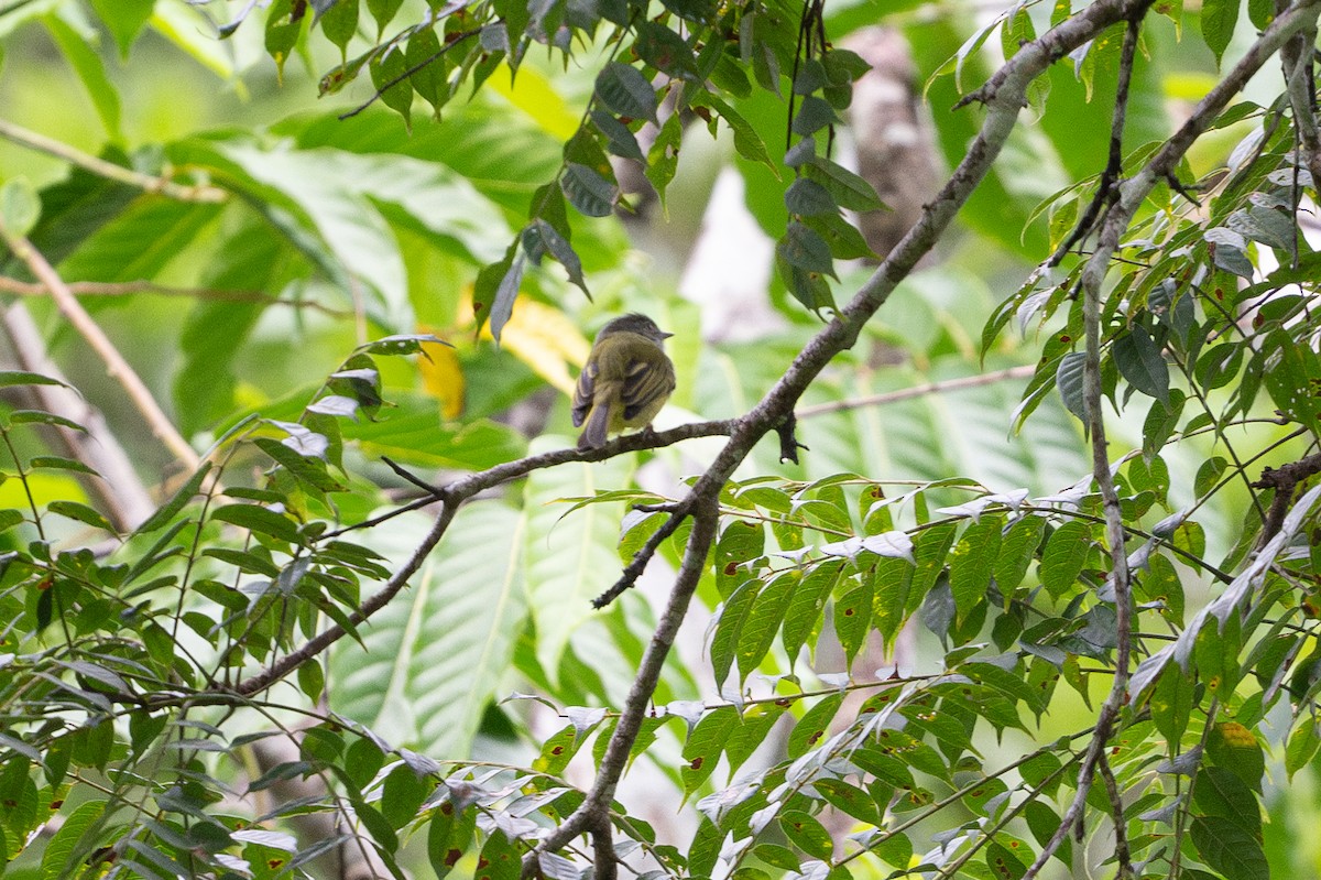 Yellow-olive Flatbill - ML646581281