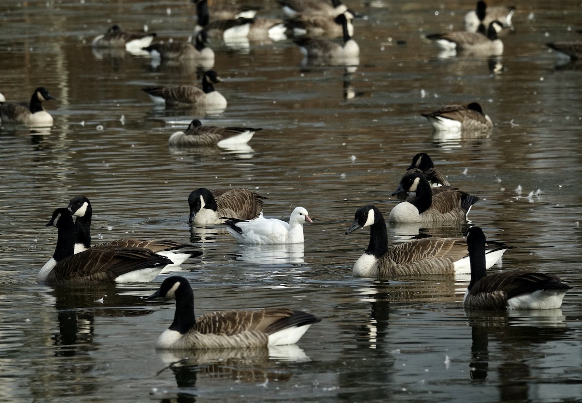 Ross's Goose - ML646581282