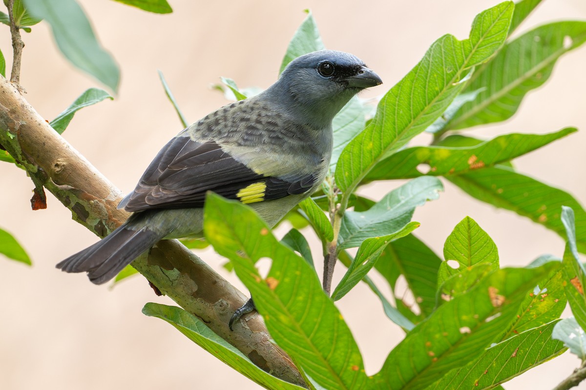 Yellow-winged Tanager - ML646581286