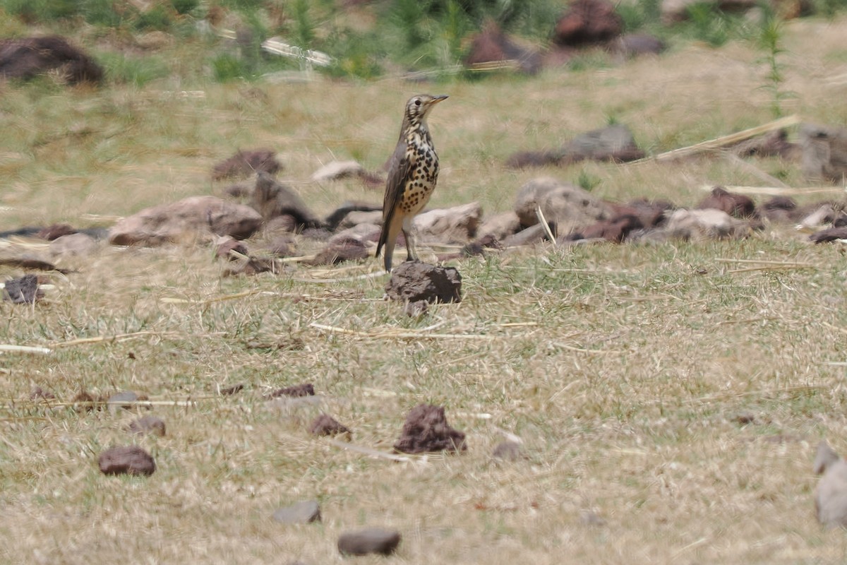 Ethiopian Thrush - ML646581288