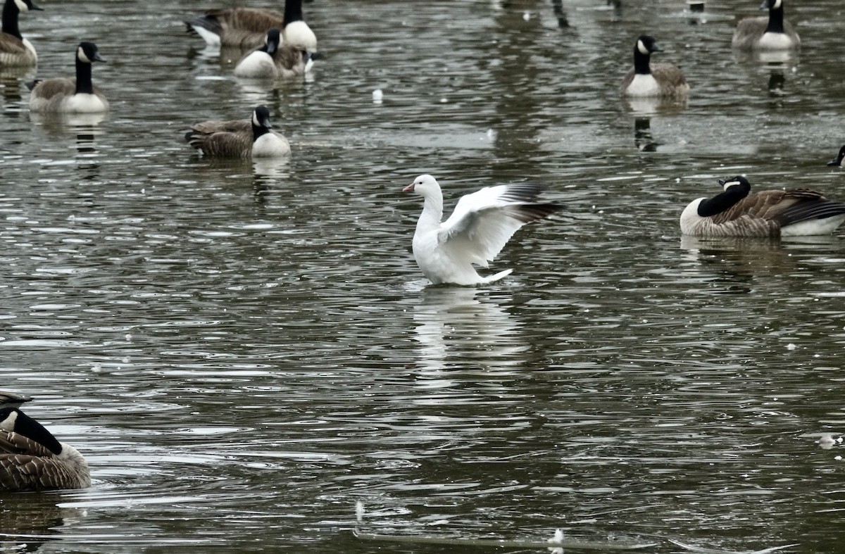 Ross's Goose - ML646581289