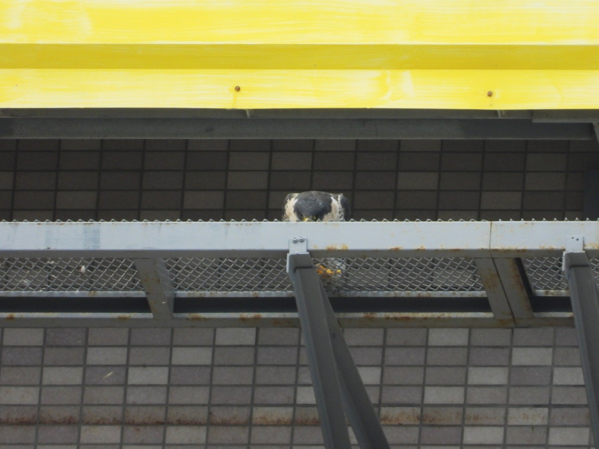 Peregrine Falcon - ML646581292