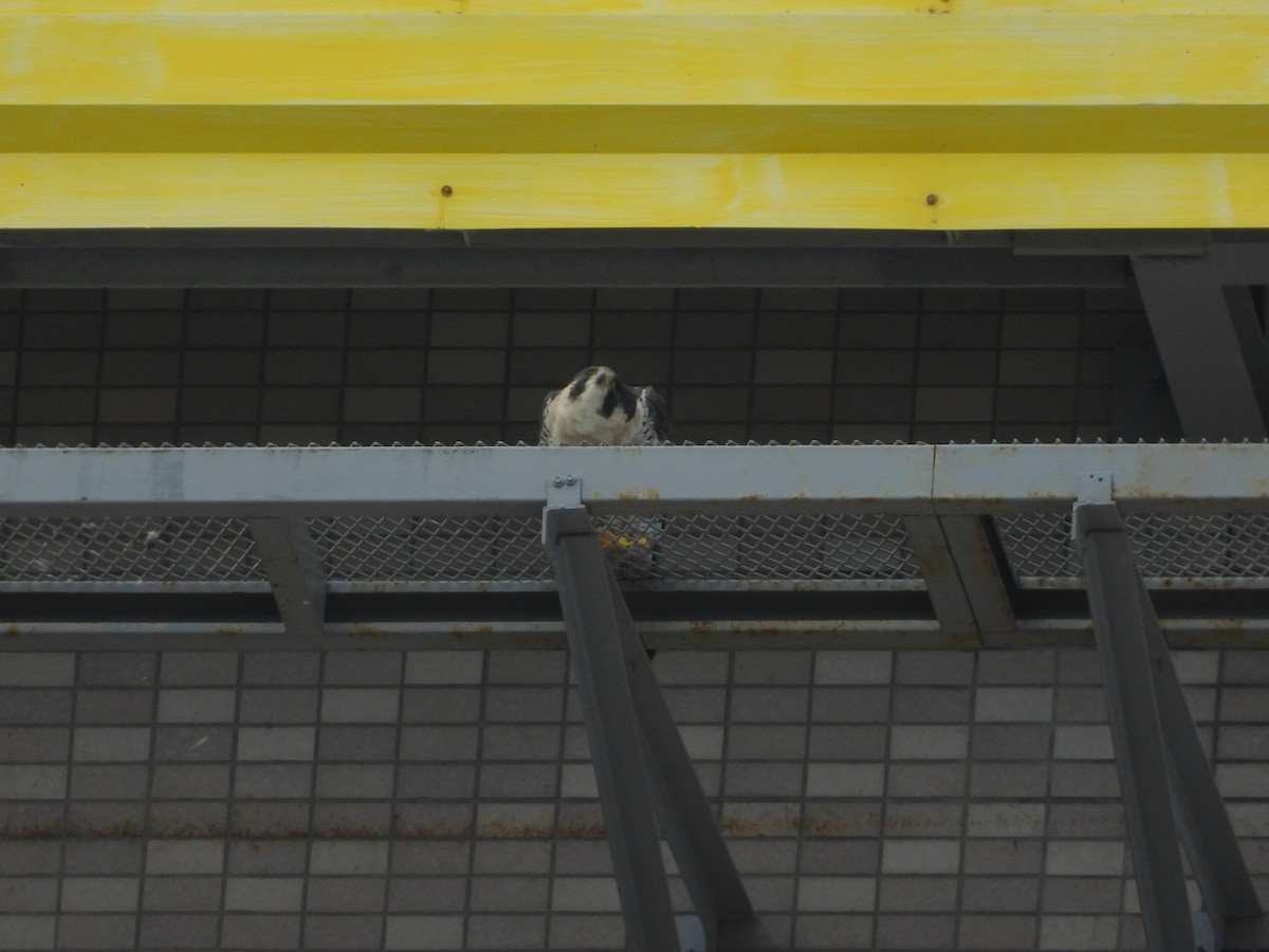 Peregrine Falcon - ML646581293