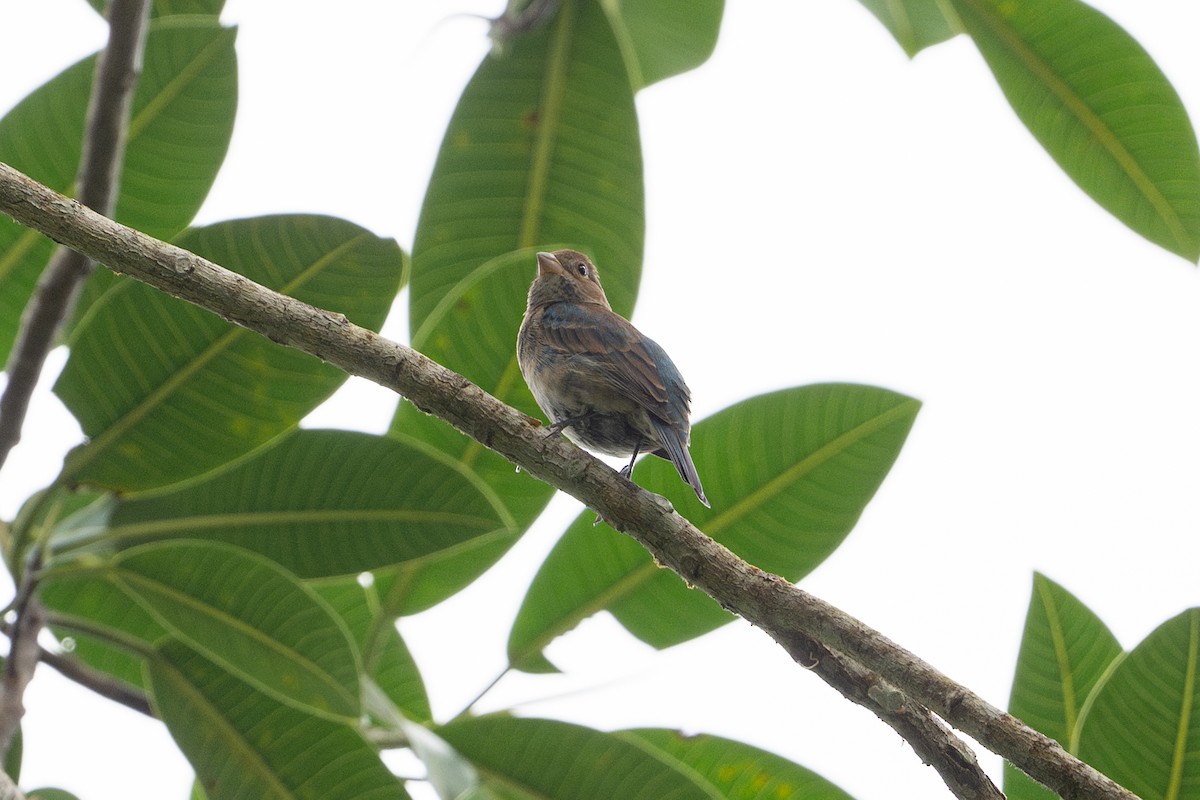 Indigo Bunting - ML646581294