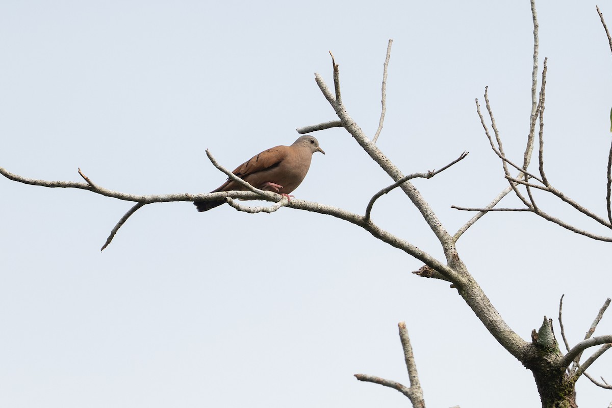 Ruddy Ground Dove - ML646581297