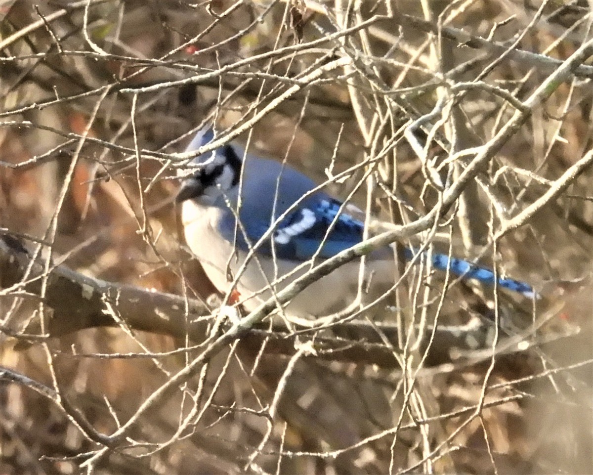 Blue Jay - ML646581299