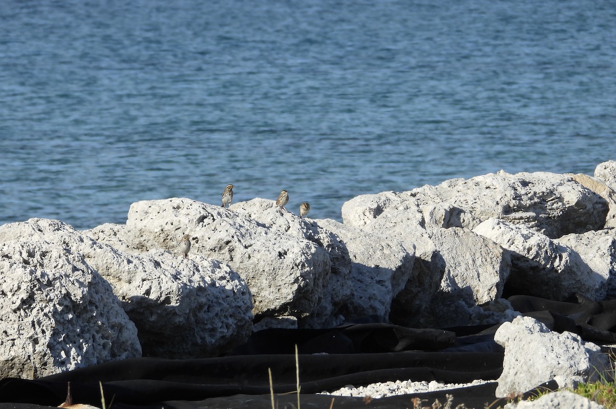 Savannah Sparrow - ML646581300