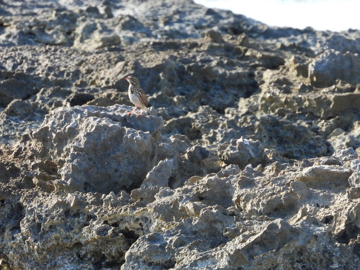 Savannah Sparrow - ML646581302