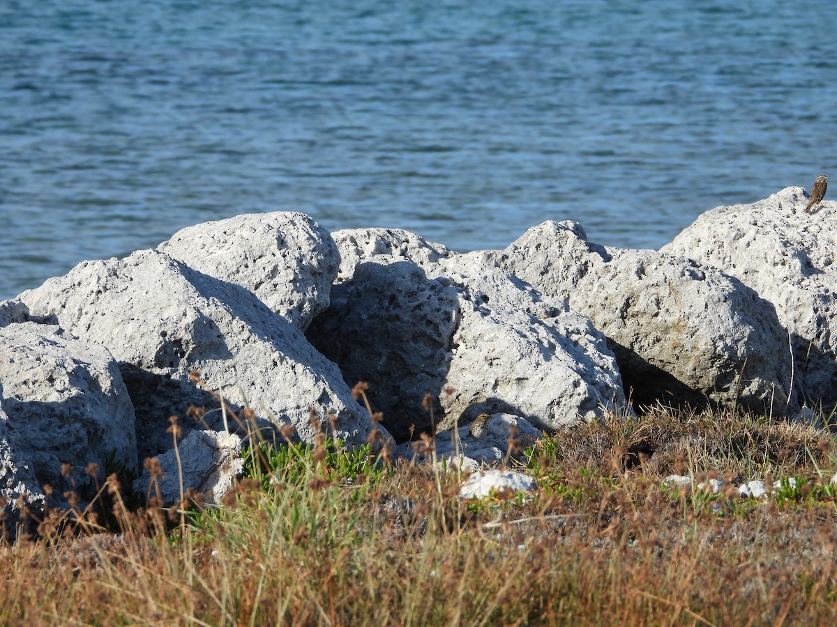 Savannah Sparrow - ML646581303