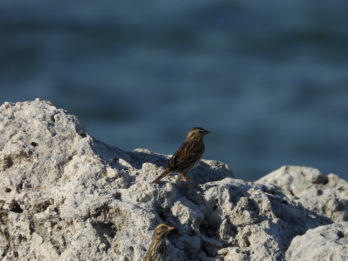 Savannah Serçesi - ML646581305