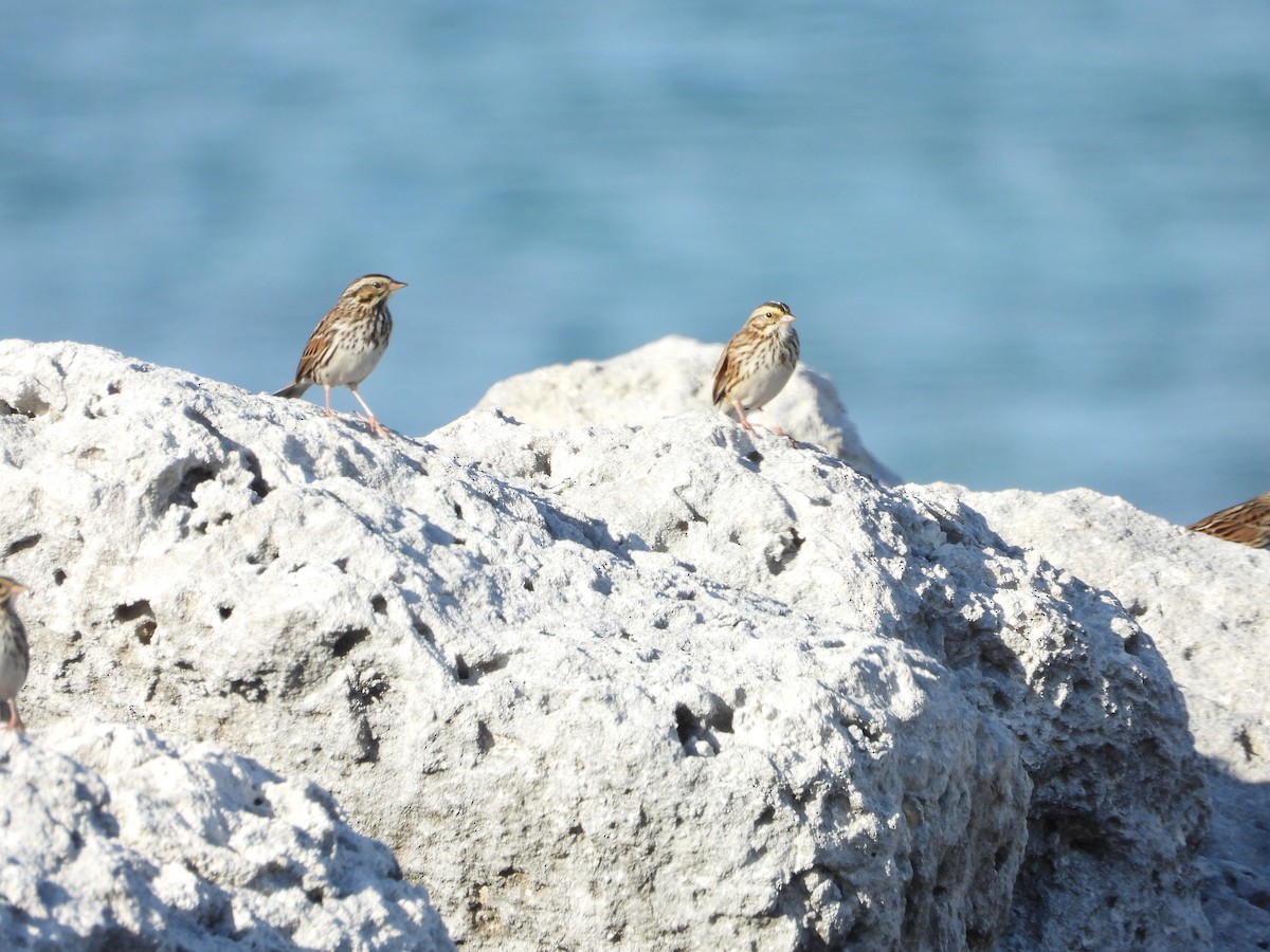 Savannah Serçesi - ML646581306