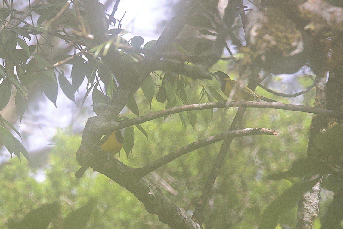 Moluccan Whistler - ML646581308