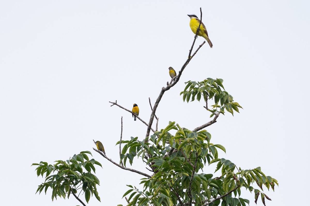 White-vented Euphonia - ML646581309