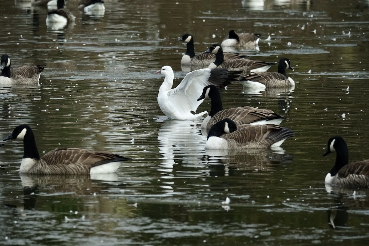 Ross's Goose - ML646581310