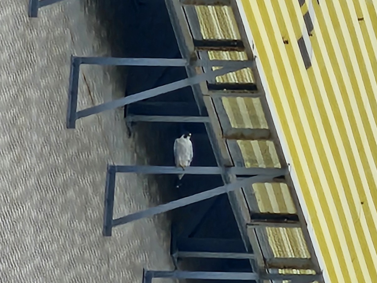 Peregrine Falcon - ML646581312