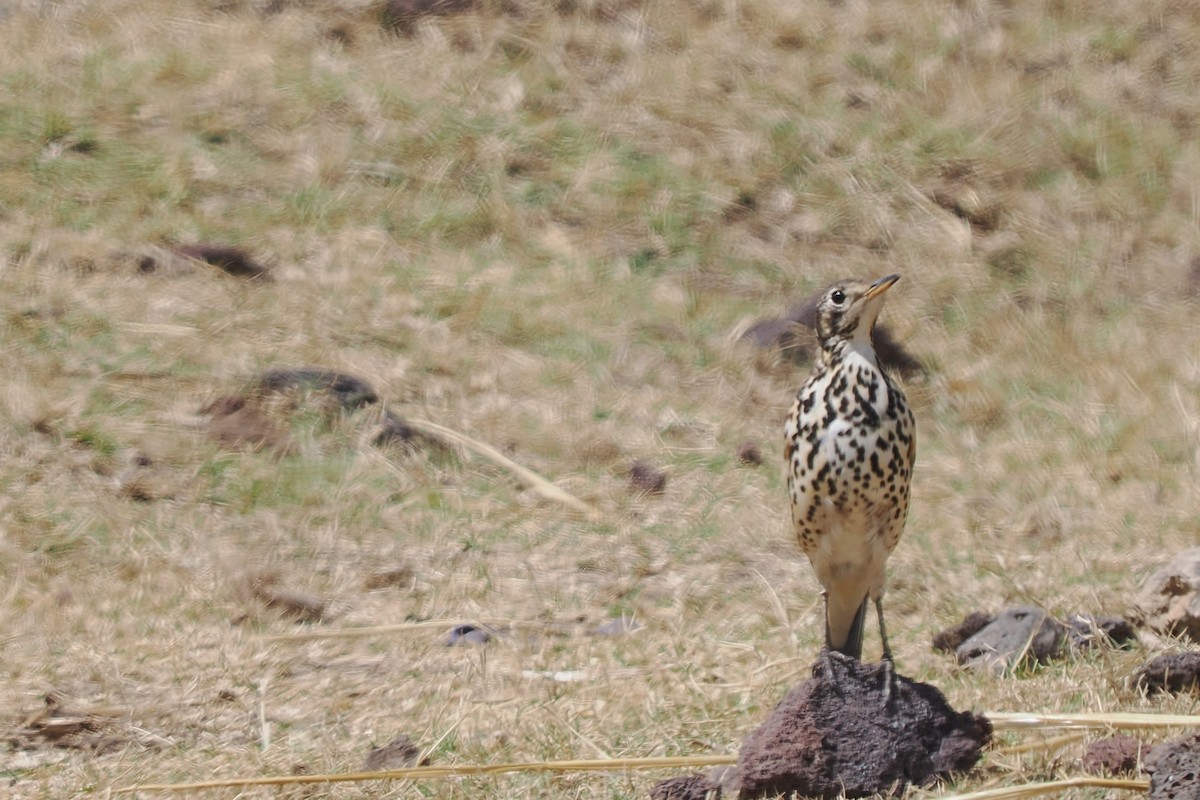 Ethiopian Thrush - ML646581313